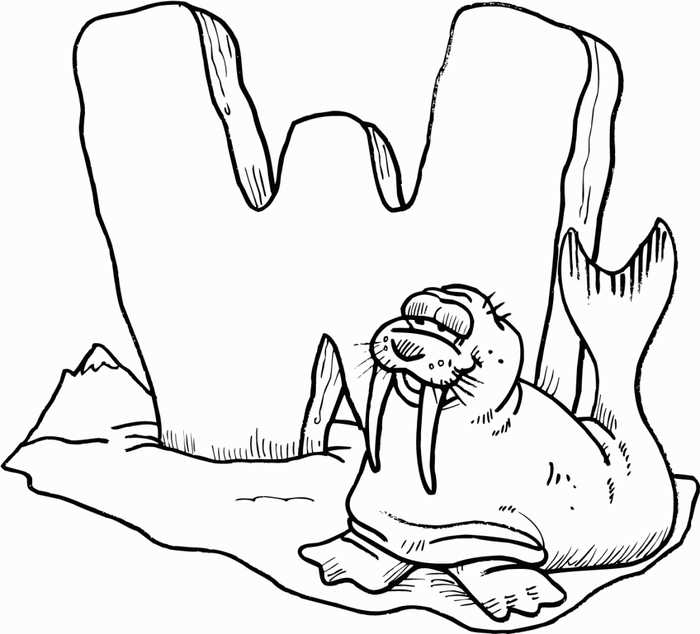 Walrus Animal Coloring Pages