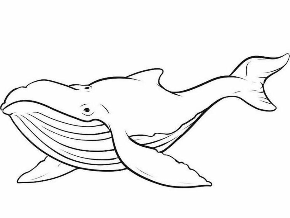 Whale Coloring Pages For Adults