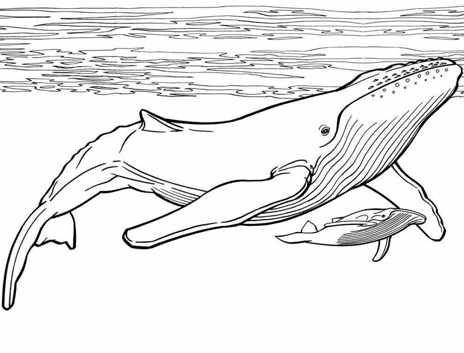 Whale Family Coloring Pages