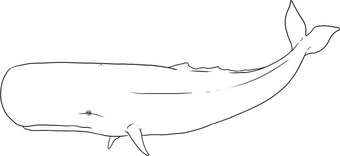 Whale Tail Coloring Pages