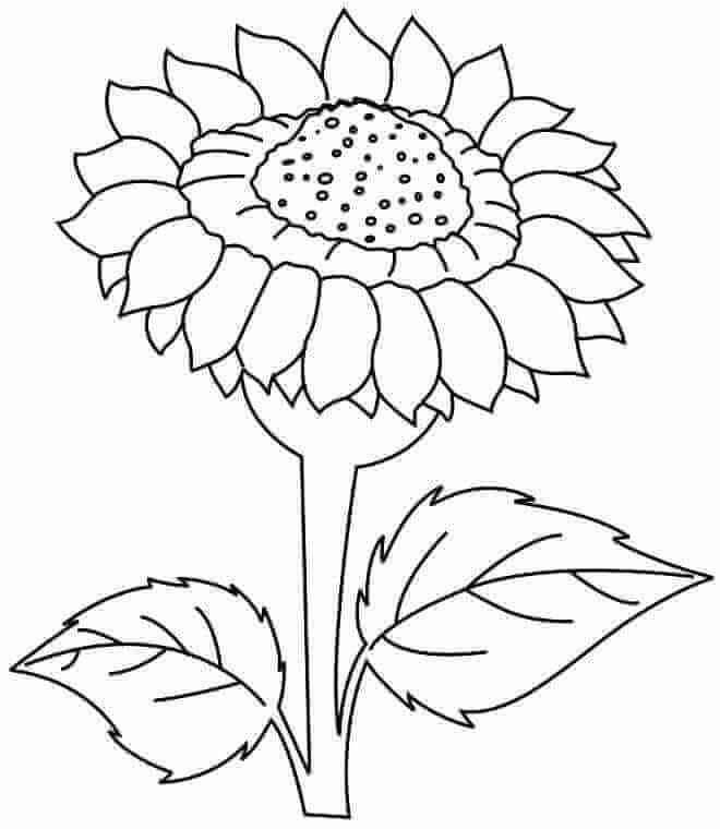 Wild Sunflower Kansas State Flower Coloring Image