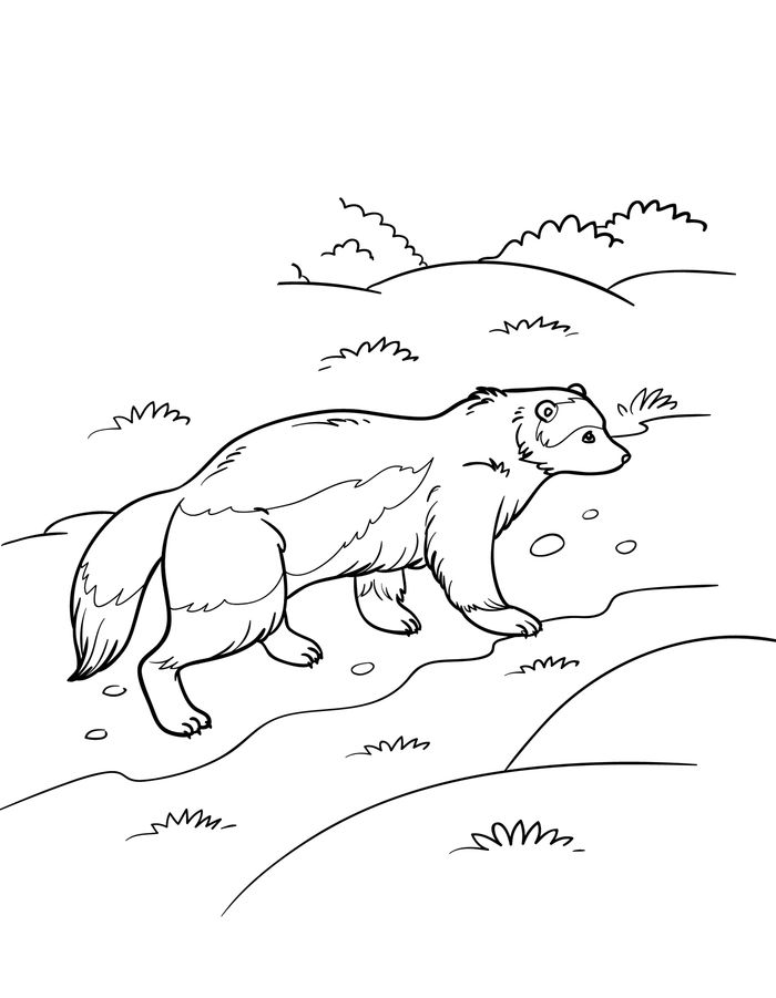 Wolverine Animal Coloring Pages For Adults