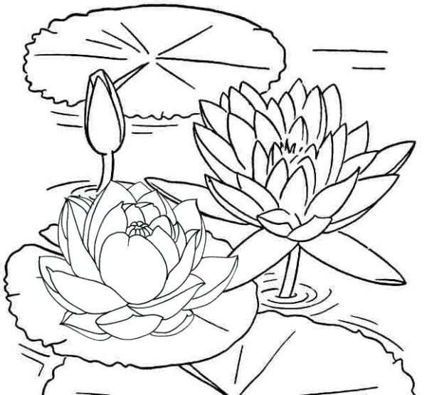 Wonderful Lotus Coloring Page for Girls