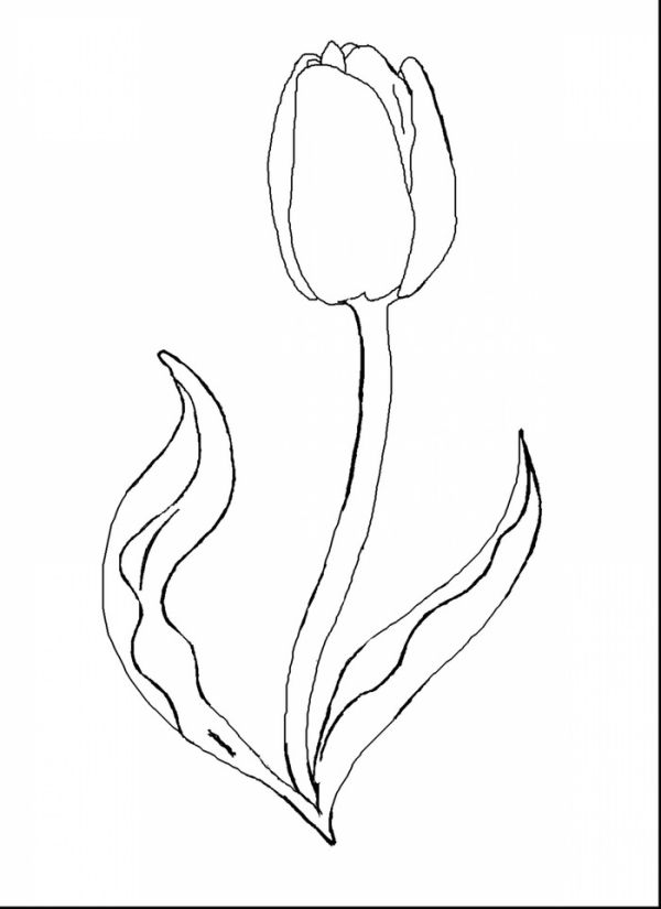 Wonderful printable tulip coloring pages