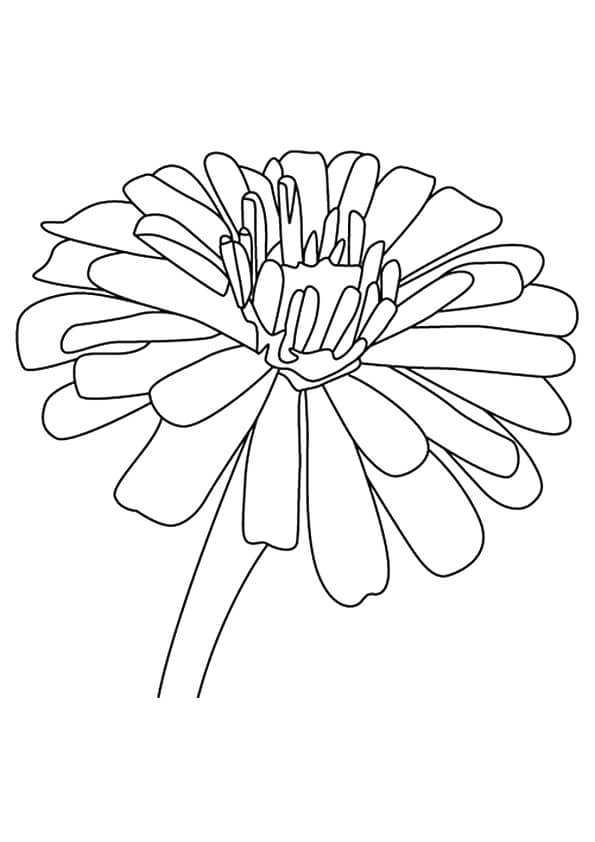 Zinnia Flowers Coloring Pages