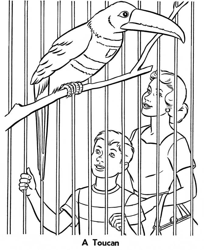 Zoo Birds Coloring Pages