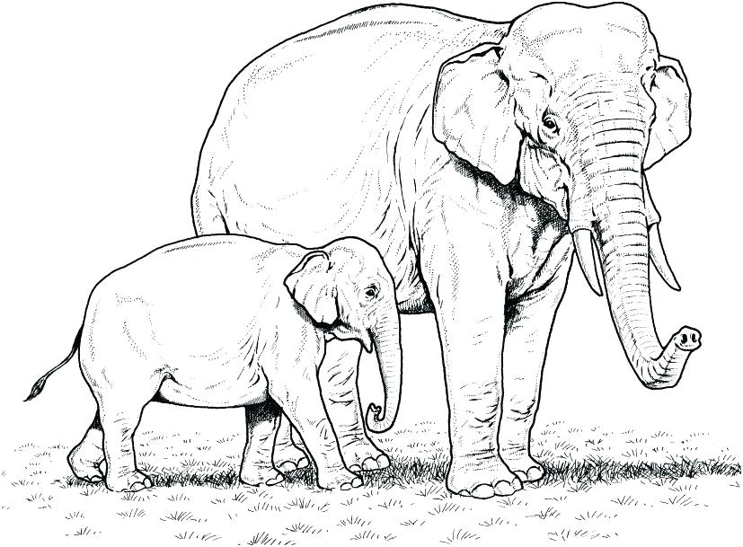 african elephant coloring pages