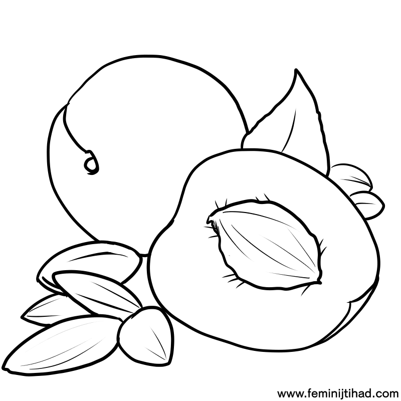 apricot coloring pages