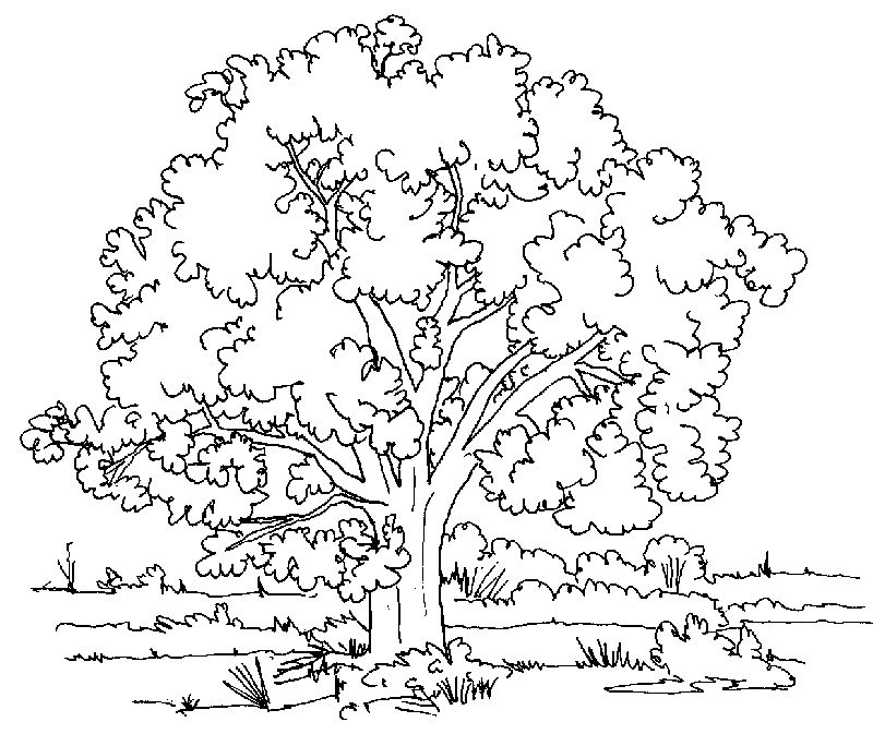 autumn tree coloring pages