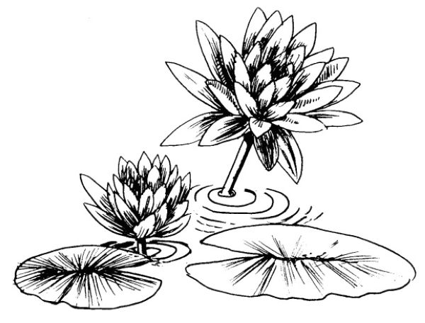 awesome lily pad coloring page free