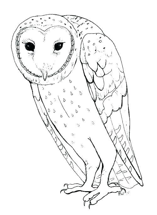 barn owl coloring pages