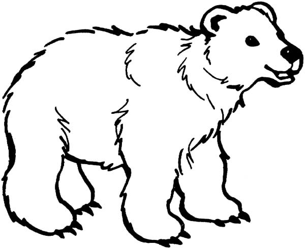 bear coloring pages online