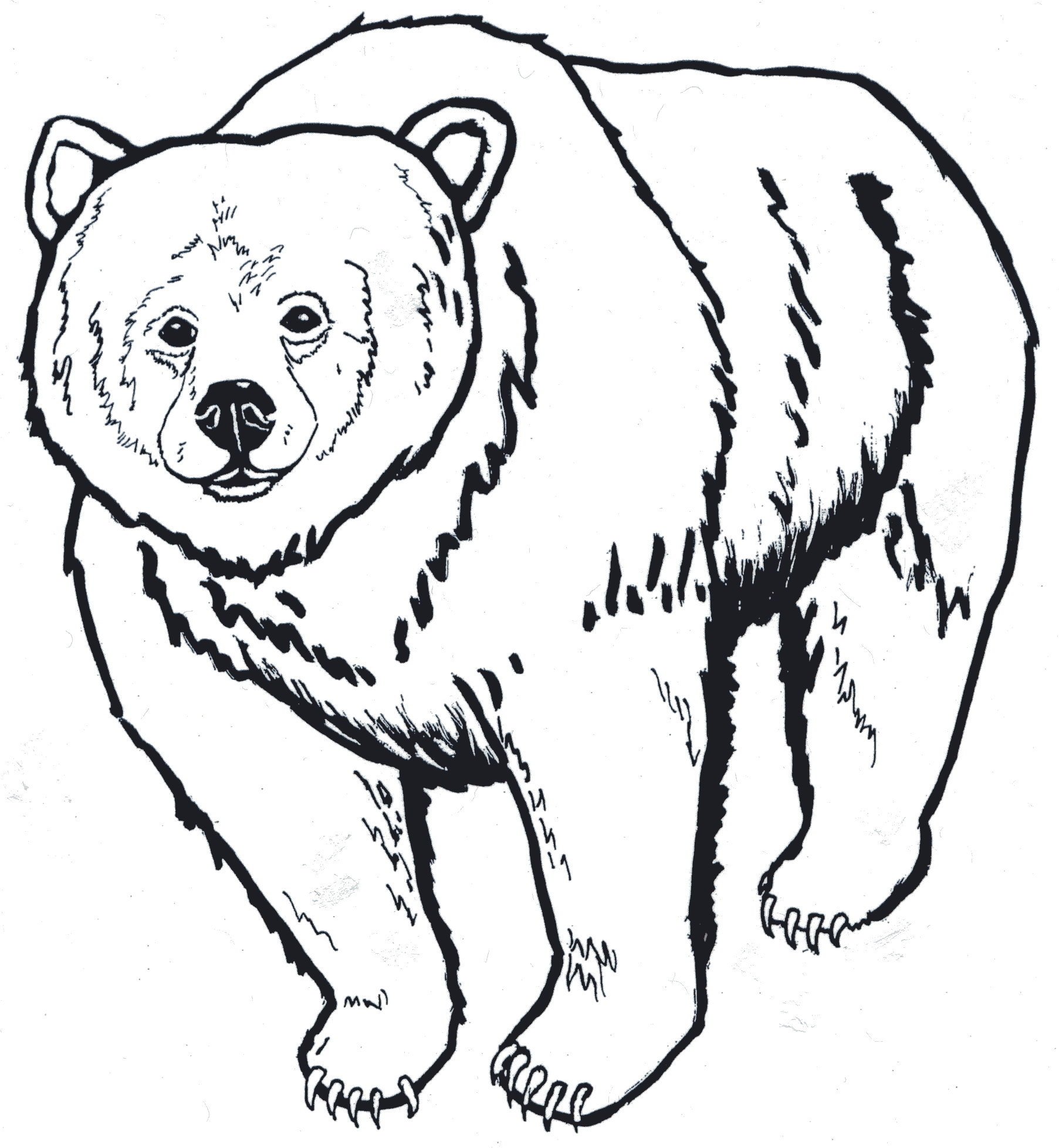 bear cub coloring pages