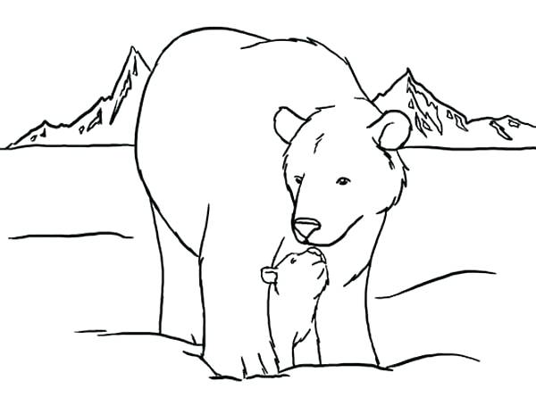 Cute Bear Coloring Pages Ideas PDF - Coloringfolder.com