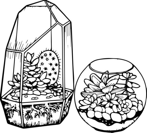 beautiful cactus coloring page