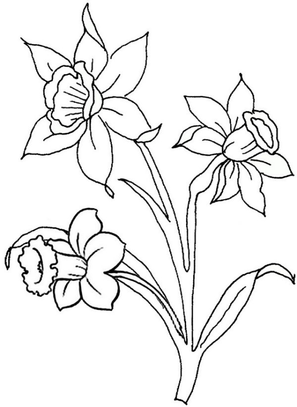 beautiful daffodils coloring page