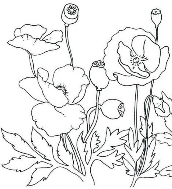 beautiful golden poppy flower coloring page