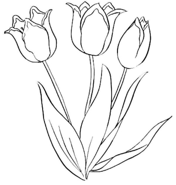 beautiful tulip flower coloring book