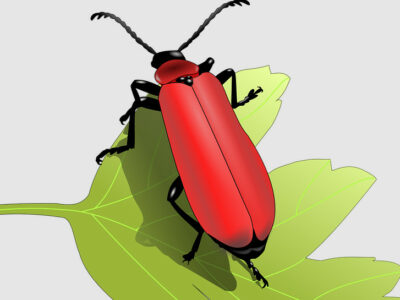 beetle coloring pdf