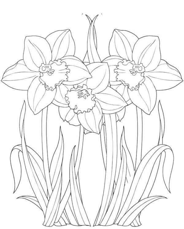 Beautiful Daffodil Coloring Pages PDF - Coloringfolder.com