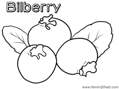 bilberry coloring page