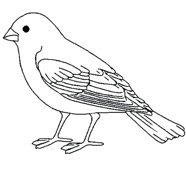 bird coloring pages free