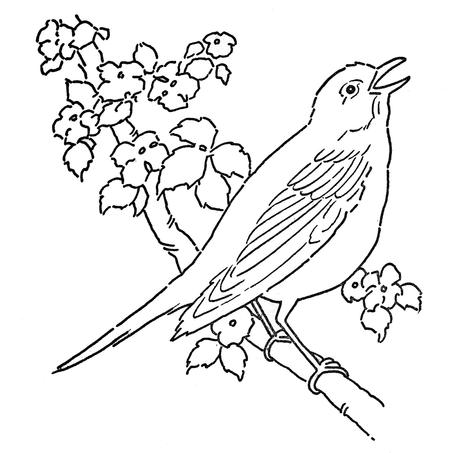 bird coloring pages realistic