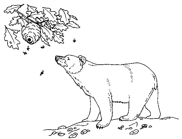 black bear coloring pages