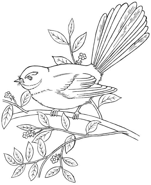black bird coloring pages