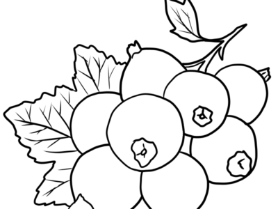 black currant coloring page download