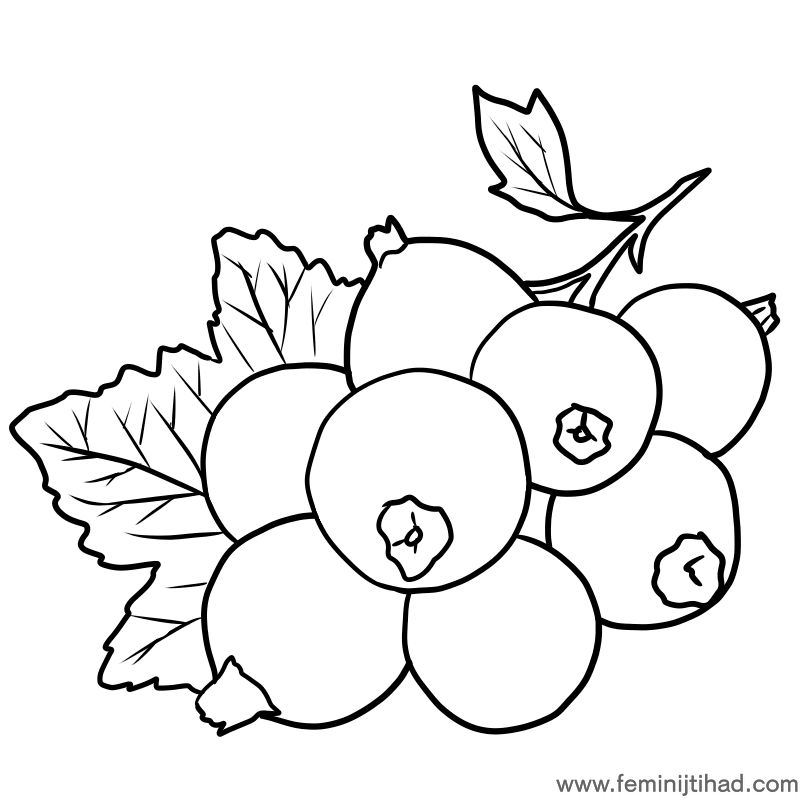 black currant coloring page download