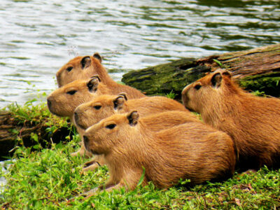 capybara coloring pages pdf