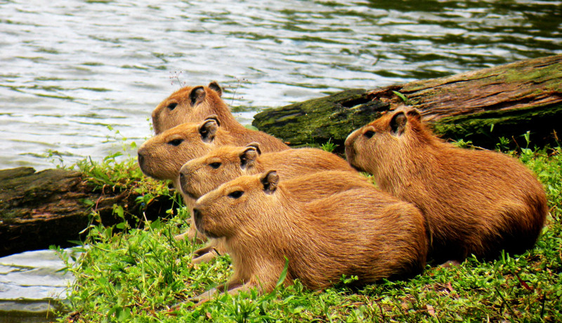 capybara coloring pages pdf