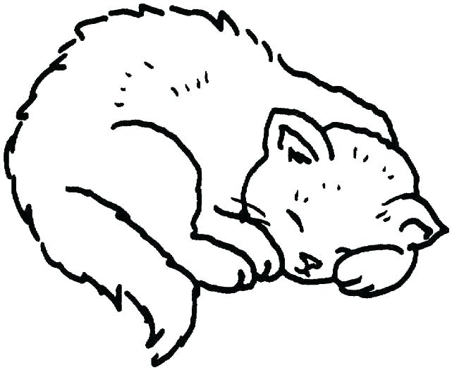 cat coloring pages realistic