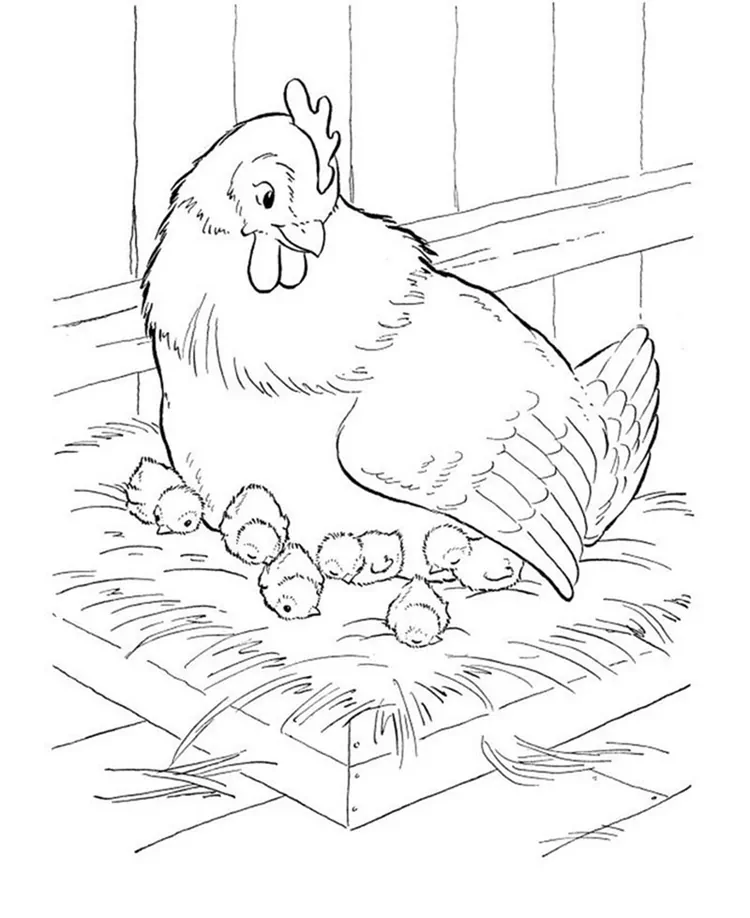 realistic chicken coloring pages