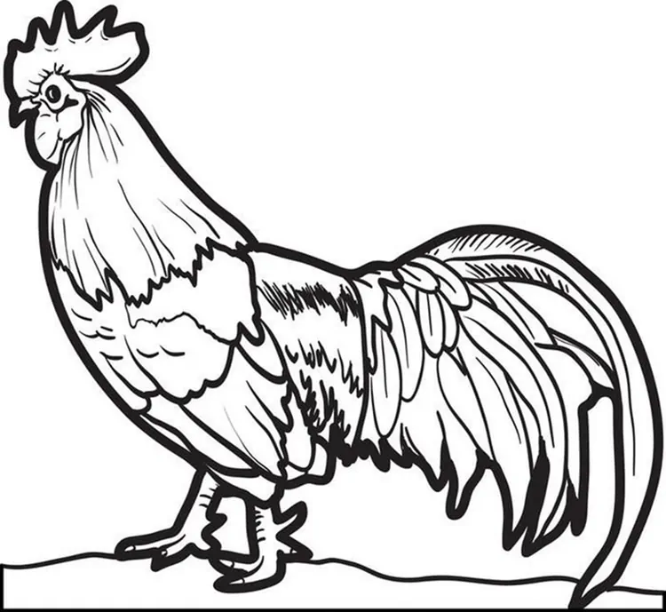 rooster coloring pages