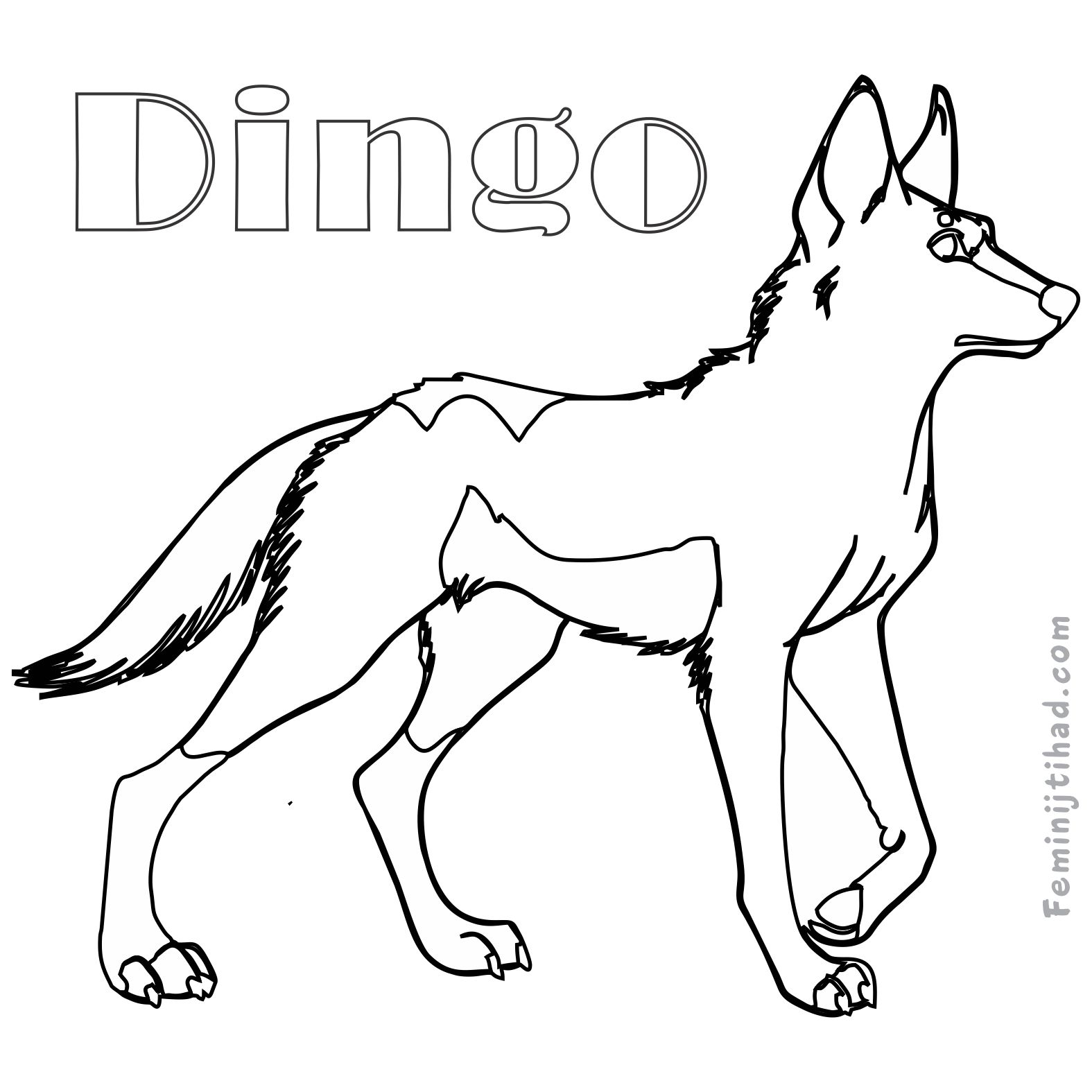 coloring page of a dingo to print