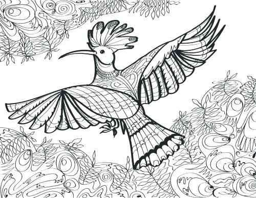 coloring pages bird