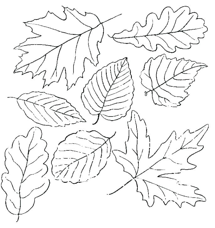 coloring pages leaf shapes