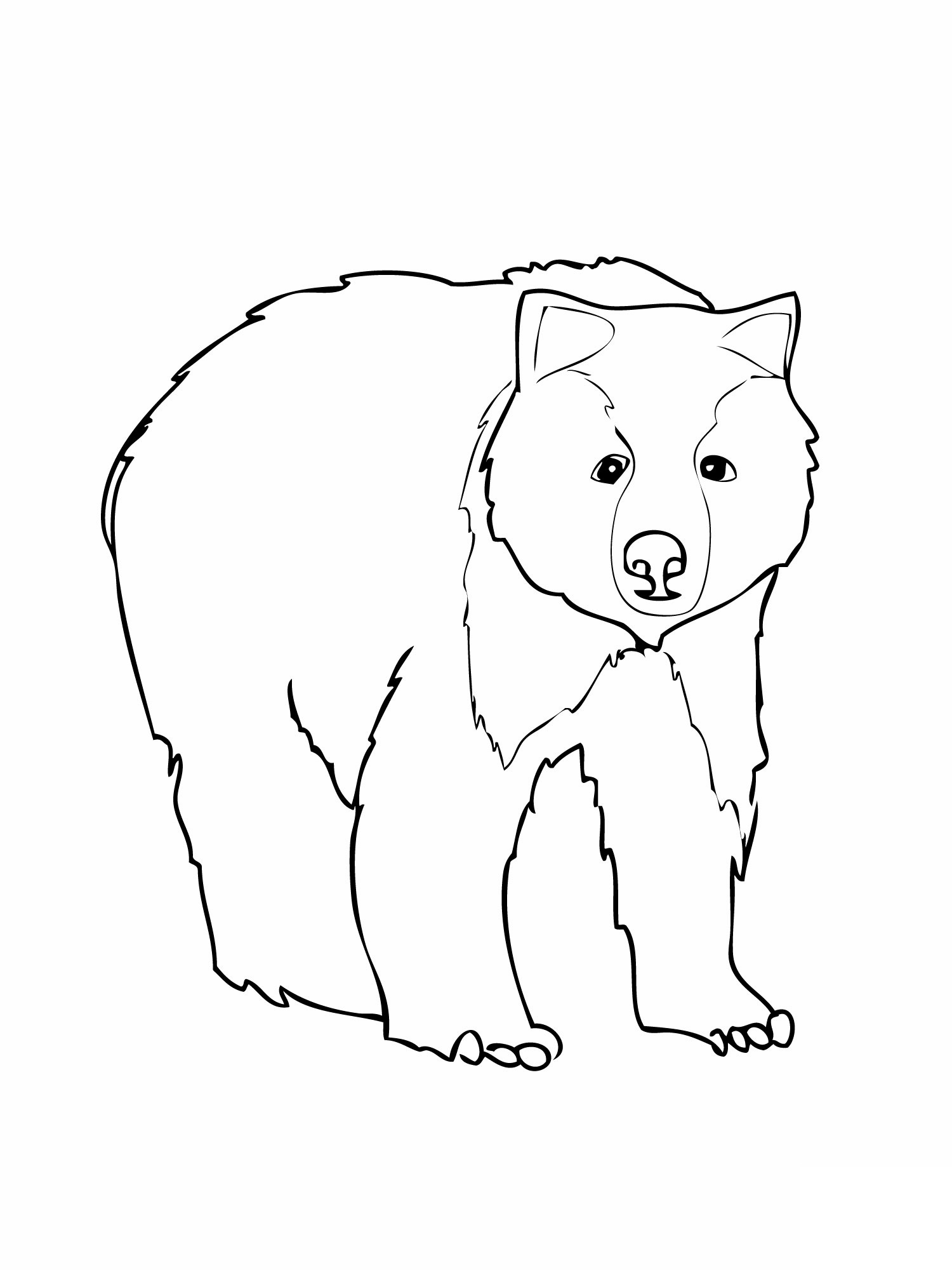 coloring pages of a bear