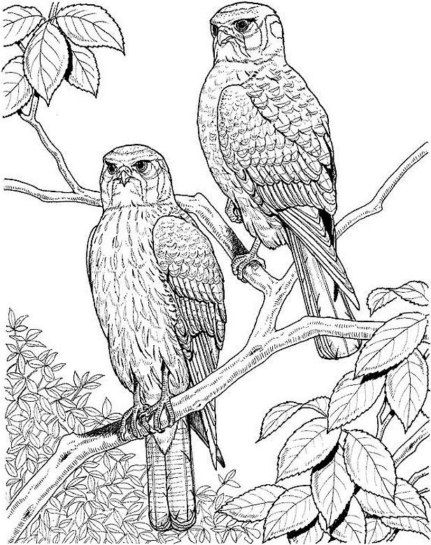 coloring pages of a bird