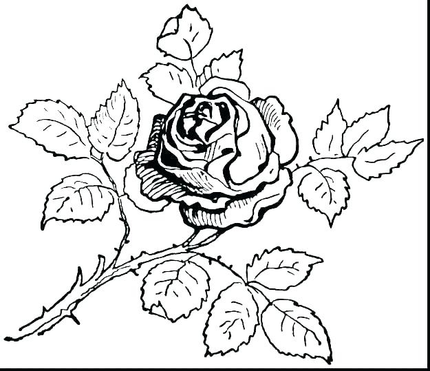 coloring pages of rose