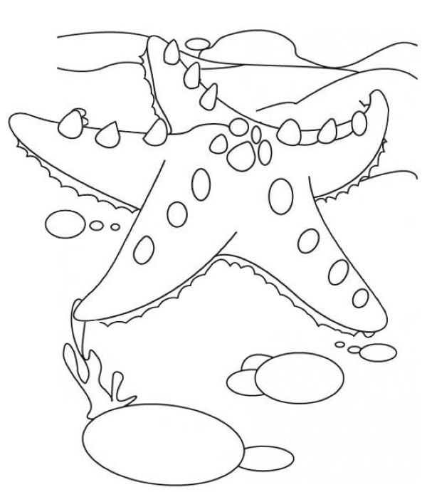 coloring pages of starfish undersea