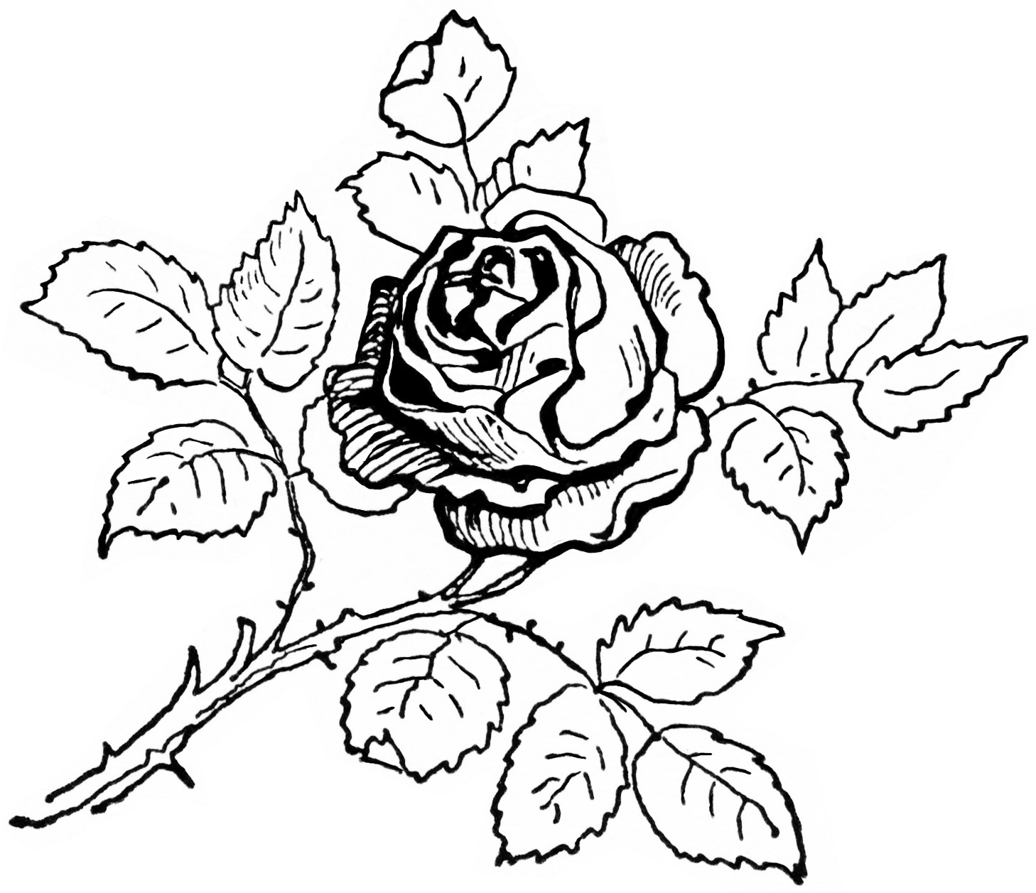 coloring rose pages