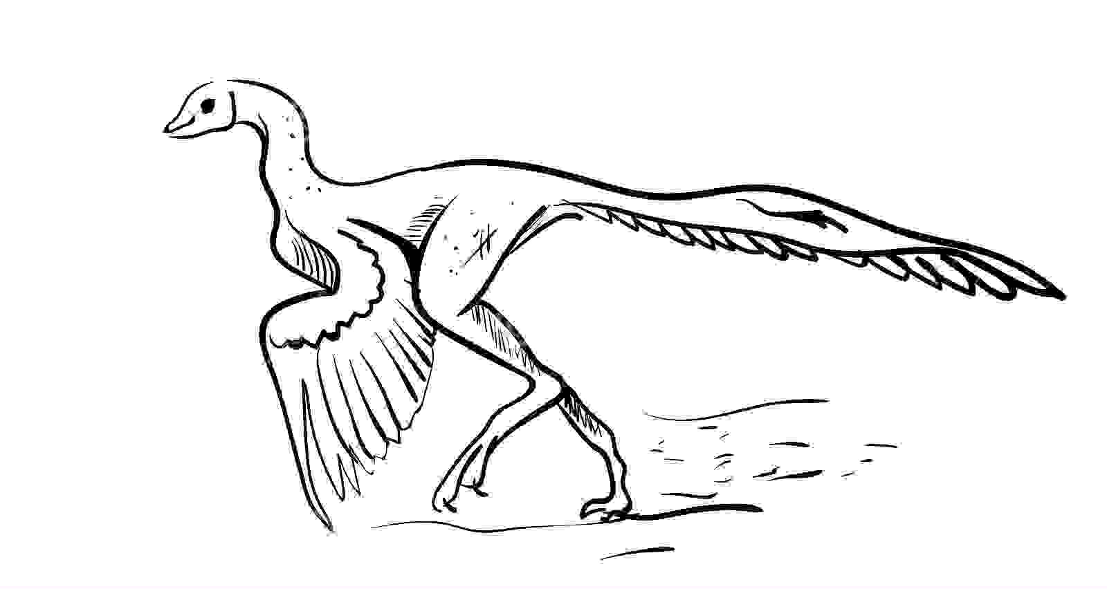 coloring pages microraptor