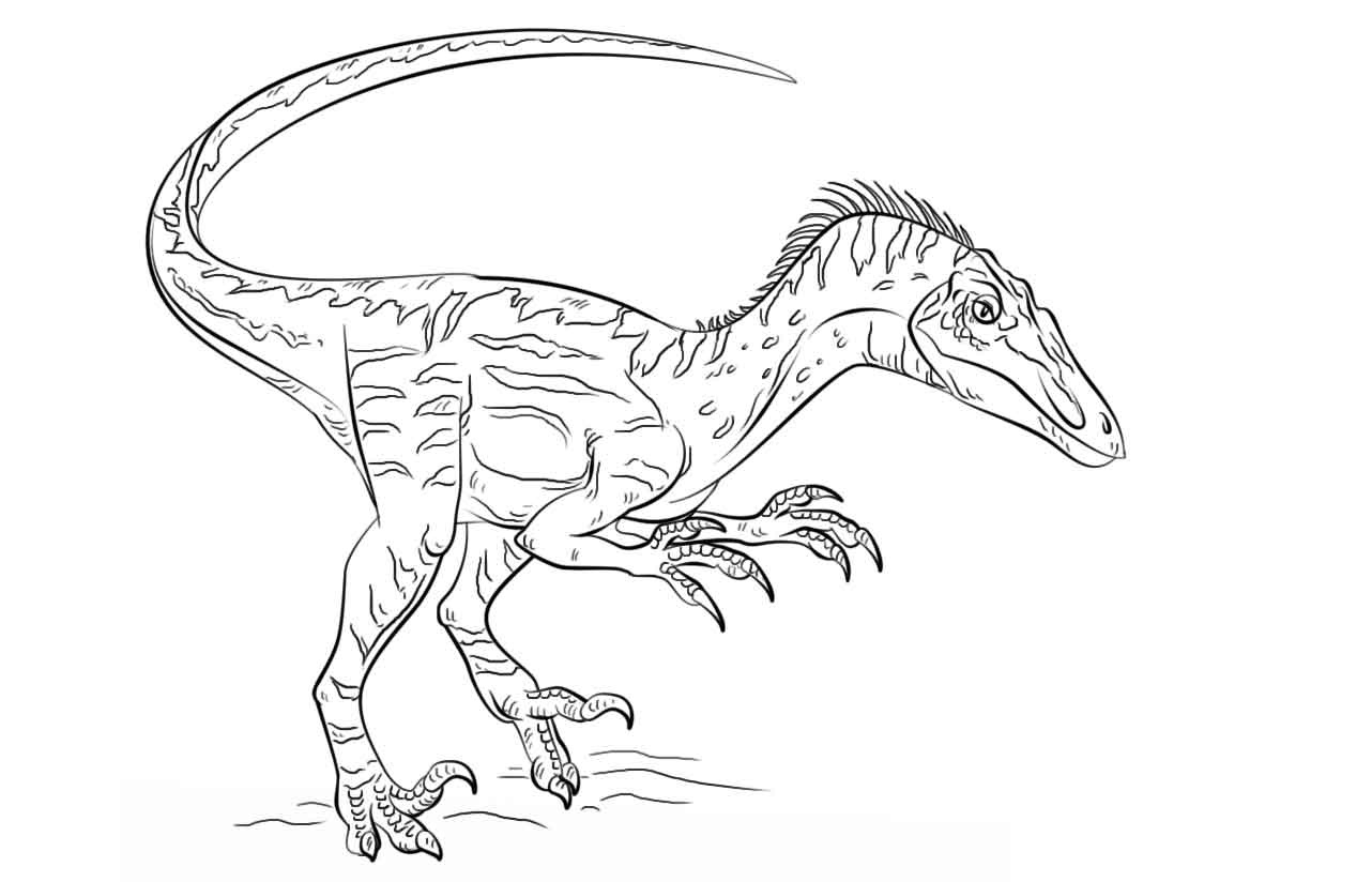 coloring pages of velociraptor