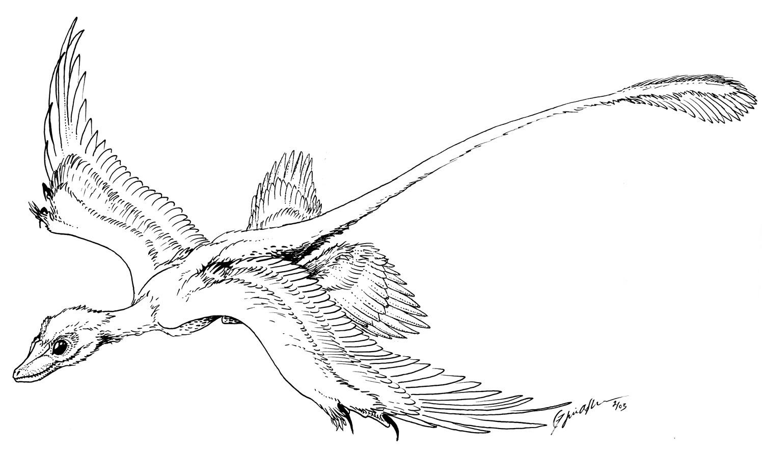 free microraptor coloring pages