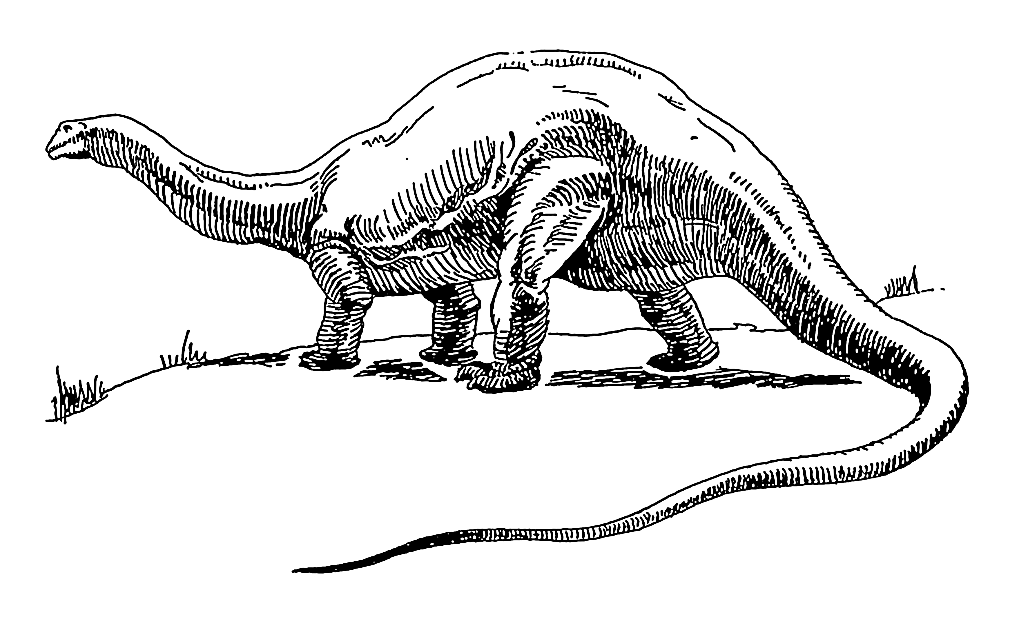 realistic apatosaurus coloring pages