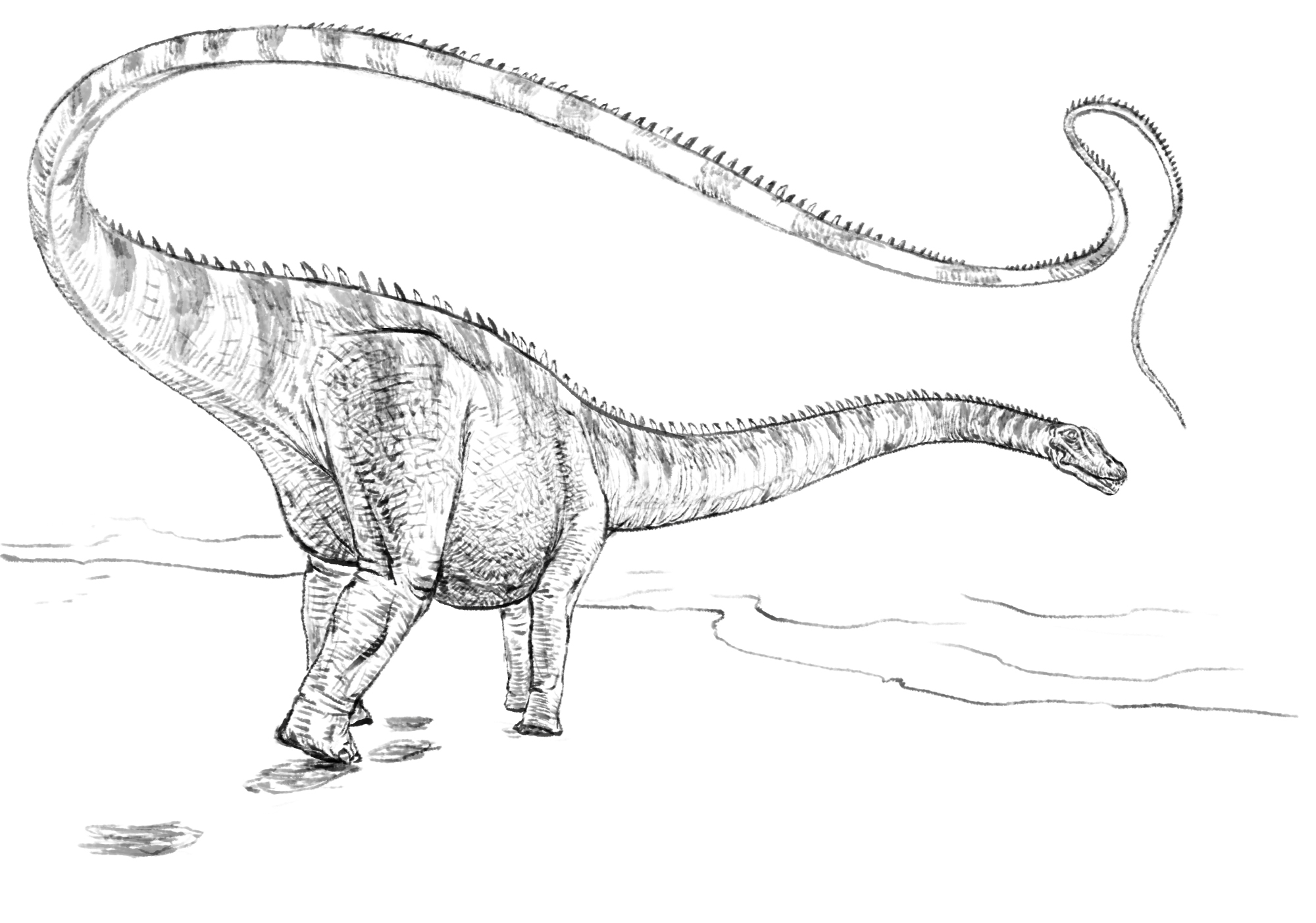 realistic diplodocus coloring pages