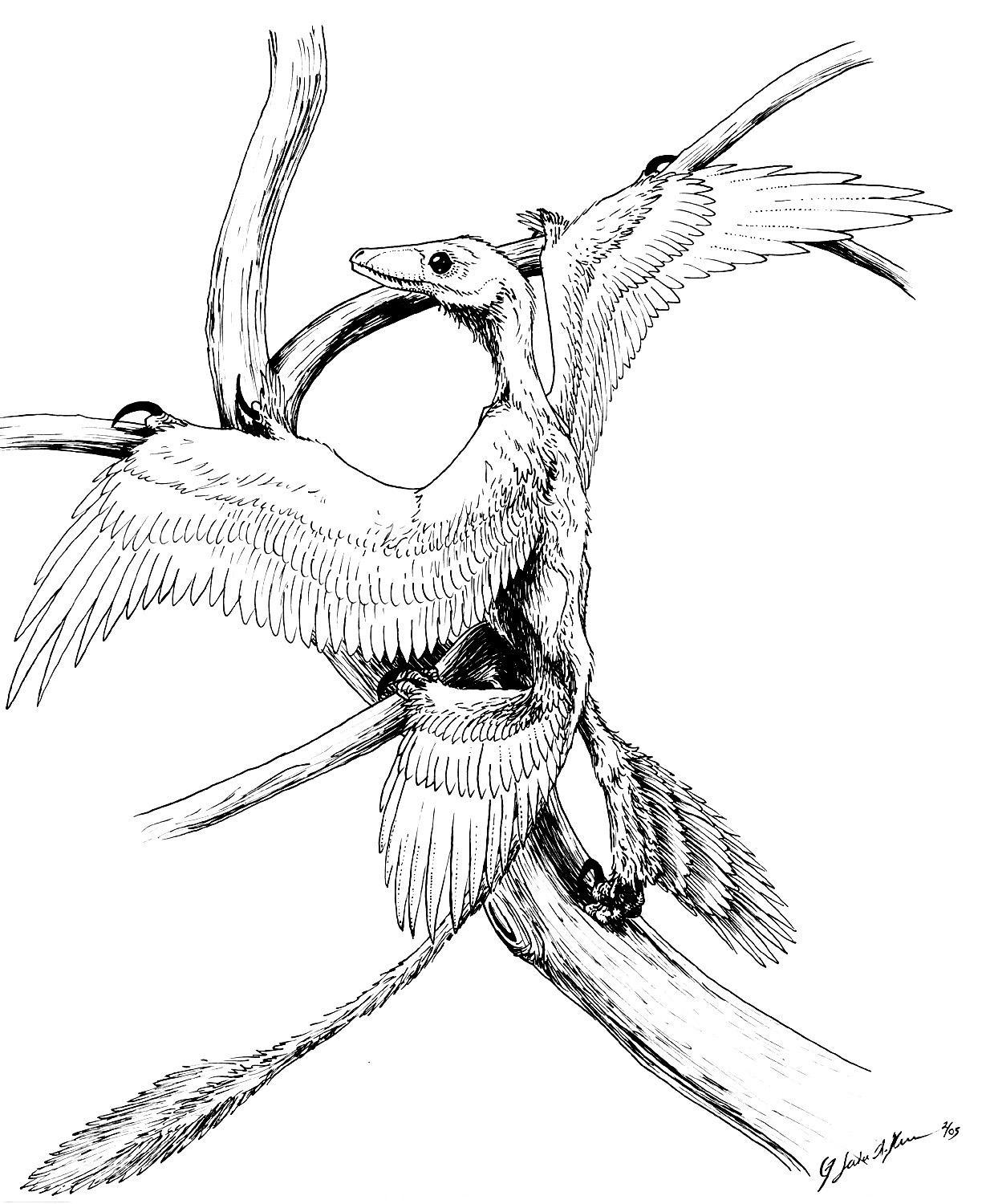 realistic microraptor coloring pages